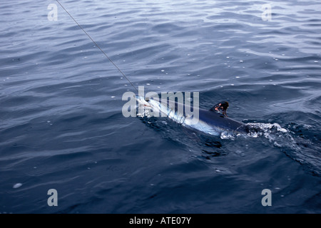 Langleinenfischerei für Haie Pazifik Stockfoto
