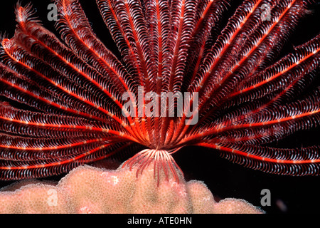 Feather Star Stephanometra sp Strecken ihre Arme in der Nacht zum Filtern Plankton aus dem Wasser Fidschi Indo-Pazifik Stockfoto