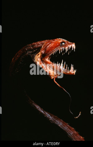Dragonfish Idiacanthius antrostomus Stockfoto