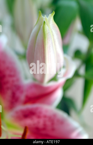 Stargazer Lilien Stockfoto