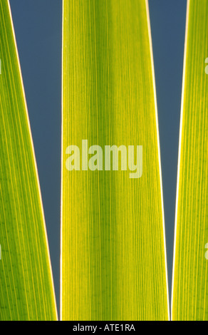 Gelbe Iris verlässt Iris pseudocarus Stockfoto