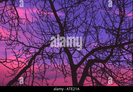 Lila Himmel mit Baum silhouette Stockfoto