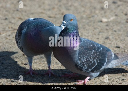 Rock Tauben (Columba Livia) Stockfoto