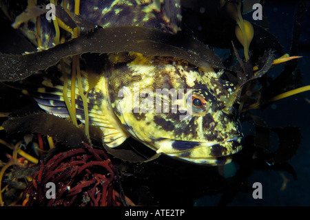 Cabezon Scorpaenichthys Marmoratus California Pacific Ocean Stockfoto