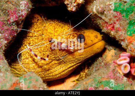 Goldene Muräne Gymnothorax miliaris Stockfoto