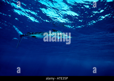 Gestreifter Marlin Tetrapturus Audax Mexiko Pazifik Stockfoto