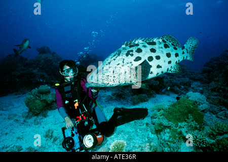 Kartoffel-Kabeljau Epinephelus Tukula mit Taucher Great Barrier Reef Australien Stockfoto