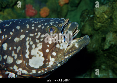 Queensland Zackenbarsch Epinephelus Lanceolatus gereinigt Stockfoto