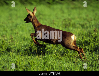 ein Reh auf Norfolk Ackerland Stockfoto