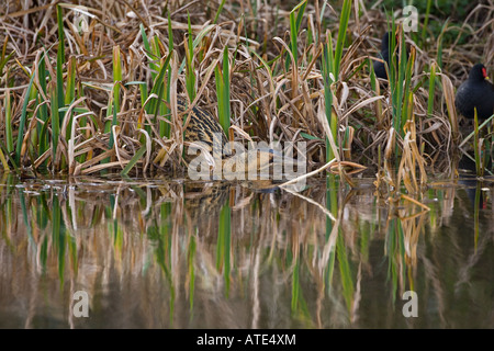 Rohrdommel Botaurus stellaris im Winter reedbed Fütterung auf Frösche Stockfoto