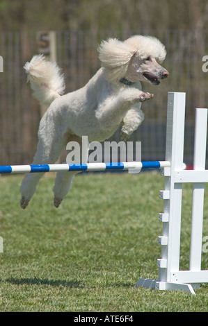 Großpudel springen während ein Agility-Wettbewerb. Stockfoto