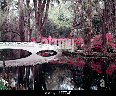 Magnolia Gardens in der Nähe von Charleston in South Carolina im Frühjahr, wenn die Azaleen und andere Pflanzen in Blüte kommen Stockfoto