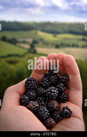 EIN BLACKBERRY-PICKER HÄLT EINE HANDVOLL BROMBEEREN UK Stockfoto