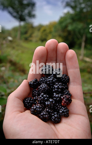 EIN BLACKBERRY-PICKER HÄLT EINE HANDVOLL BROMBEEREN UK Stockfoto