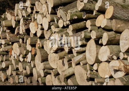 Eichenstämme in einem Stapel Stockfoto