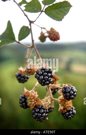 REIFE BROMBEEREN IN EINE HECKE UK Stockfoto