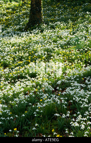 Schneeglöckchen (Galanthus Nivalis) und Winter Aconites (Eranthis Hyemalis) in einem Wald bei Heale Garten, Wiltshire, England, UK Stockfoto