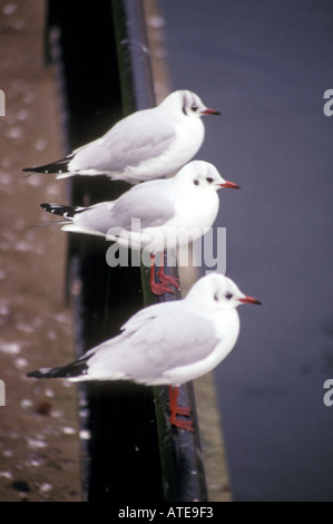 Schwarze Leitung Möwen am Geländer Stockfoto