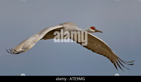 Sandhill Kran Stockfoto