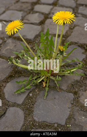Ein Löwenzahn Taraxacum Officinale wächst auf dem Bürgersteig mitten in der Stadt Stockfoto