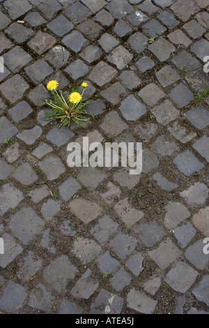 Ein Löwenzahn Taraxacum Officinale wächst auf dem Bürgersteig mitten in der Stadt Stockfoto