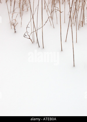 Getrocknete Unkraut mit Schnee bedeckt Stockfoto
