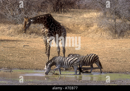 Giraffe und Burchell s Zebras am Wasserloch im Krügerpark in Südafrika Stockfoto