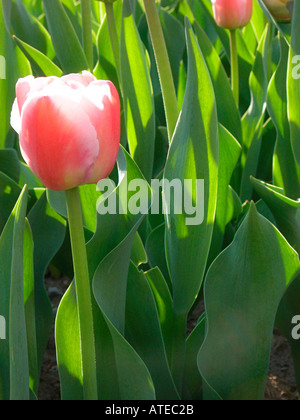 Rote Tulpen Stockfoto