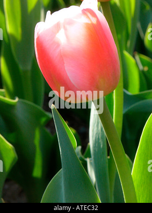 Rote Tulpen Stockfoto