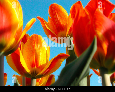 Rote Tulpen Stockfoto