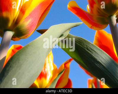 Rote Tulpen Stockfoto