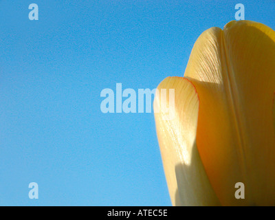 Gelbe Tulpen Abschnitte Stockfoto