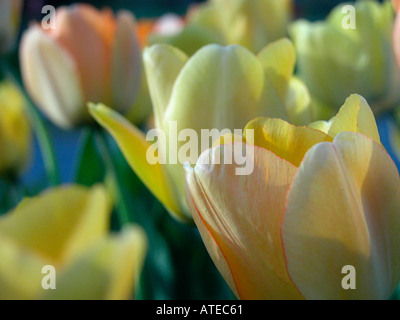 Gelbe Tulpen Abschnitte Stockfoto