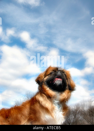 Ein Outdoor-Portrait von einer Tan schwarzen und weißen langen Haaren voll mit blauen Himmel und Wolken Pekinese Hund gezüchtet, als Hintergrund Stockfoto