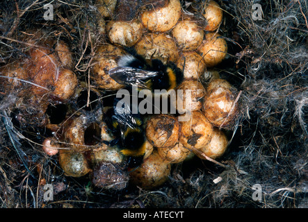 Buff-tailed Bumble Bee Stockfoto
