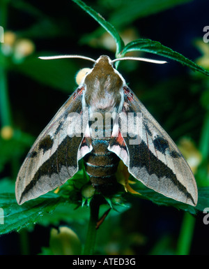 Wolfsmilch Hawkmoth Stockfoto