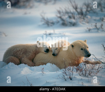 Eisbär Stockfoto