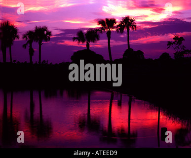 Sonnenuntergang auf einem kleinen Teich in Sarasota in Florida, umgeben von Palmen, die gegen die rötlichen Himmel Farben silhouettiert sind Stockfoto