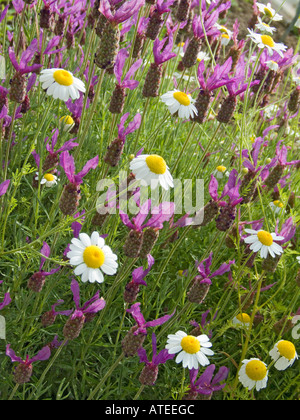 Lavendel und Gänseblümchen im Kräutergarten Stockfoto
