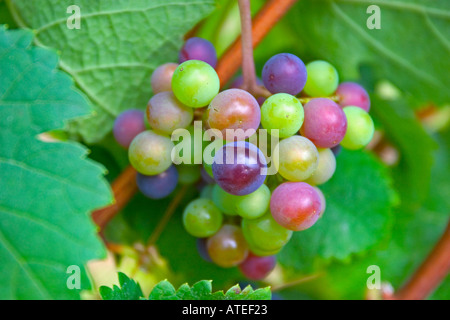 Merlot-Trauben reifen Stockfoto