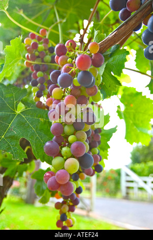 Merlot-Trauben am Rebstock Reifen Stockfoto