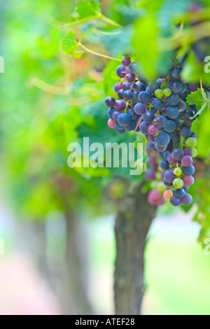 Merlot-Trauben reifen Stockfoto