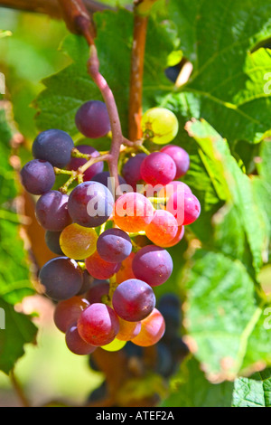 Merlot-Trauben Stockfoto