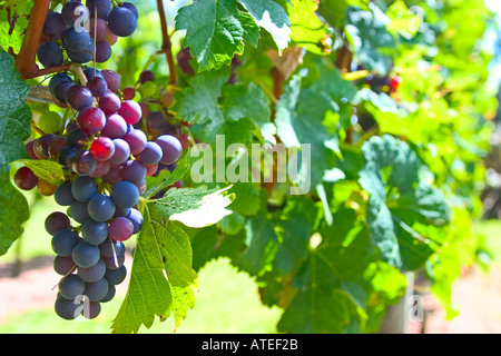 Merlot-Trauben reifen Stockfoto