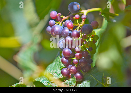 Merlot-Trauben am Rebstock Reifen Stockfoto