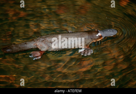 Ente – abgerechnet Platypus / Schnabeltier Stockfoto