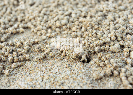 Kleine Sand Kugeln erstellt von Sand Blase Krebse am Strand in Terengganu, Malaysia. Stockfoto