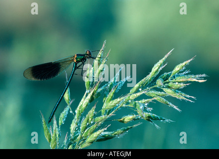 Blackwing gebändert / Agrion gebändert Stockfoto