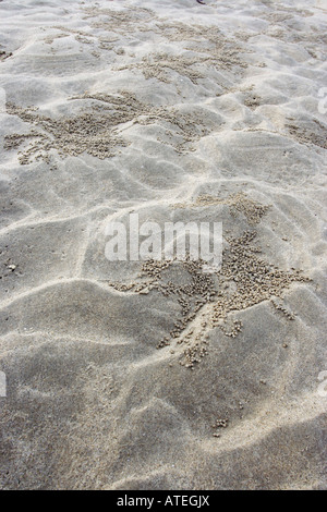 Kleine Sand Kugeln erstellt von Sand Blase Krebse am Strand in Malaysia. Stockfoto