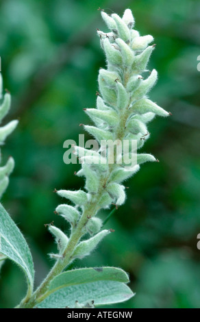 Schleichende Willow Stockfoto